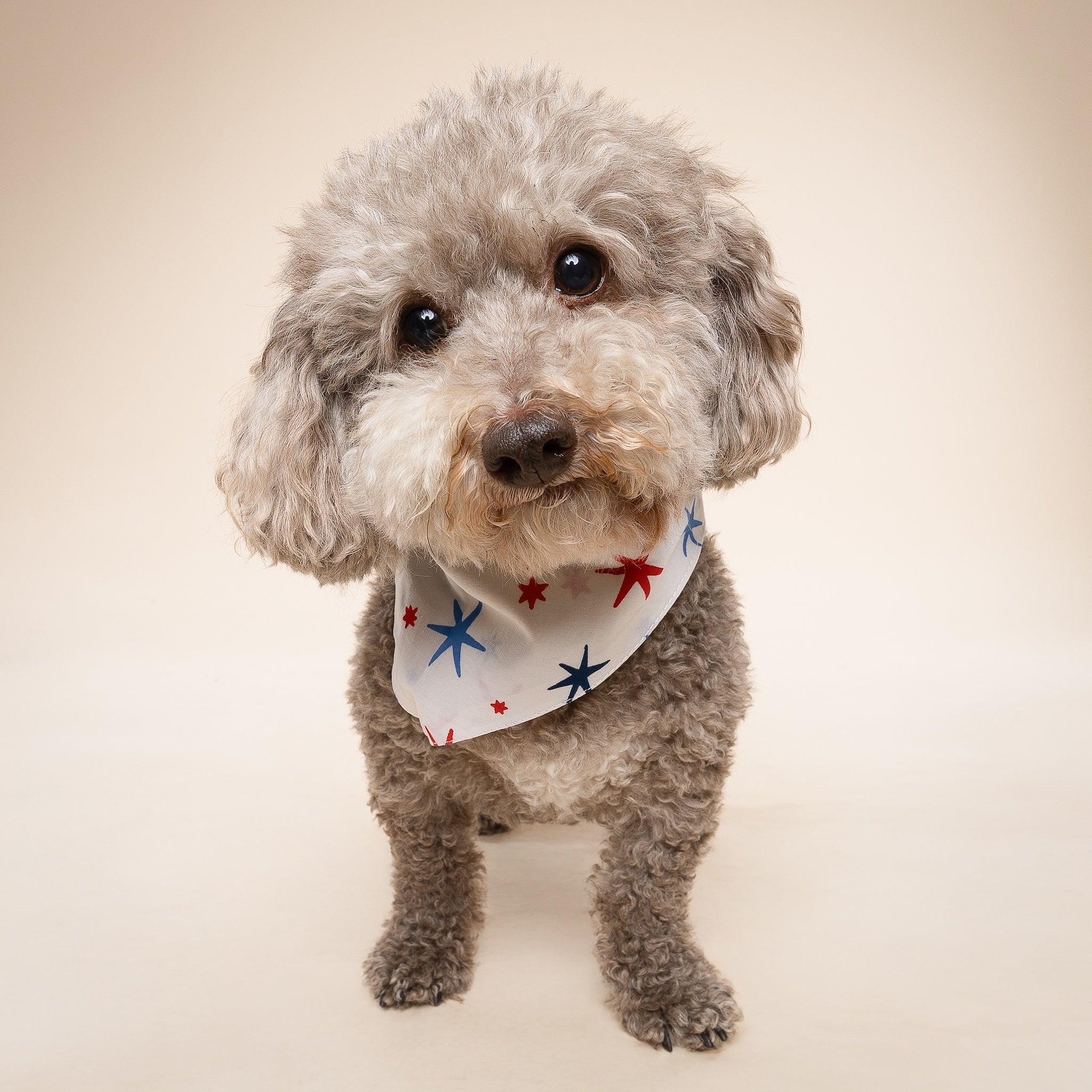 Liberty Dog Bandana