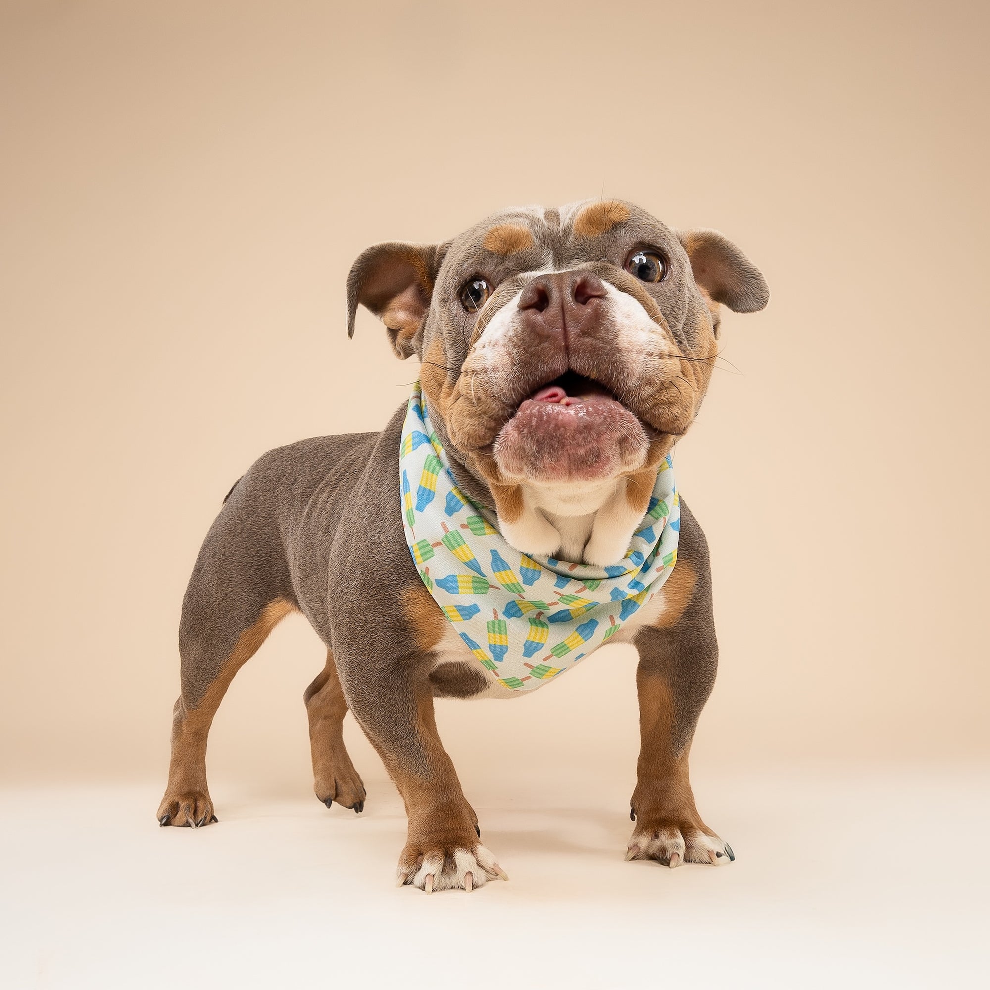Limeade Cooling Bandana from The Paws I
