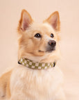 Little Checkmate Collar