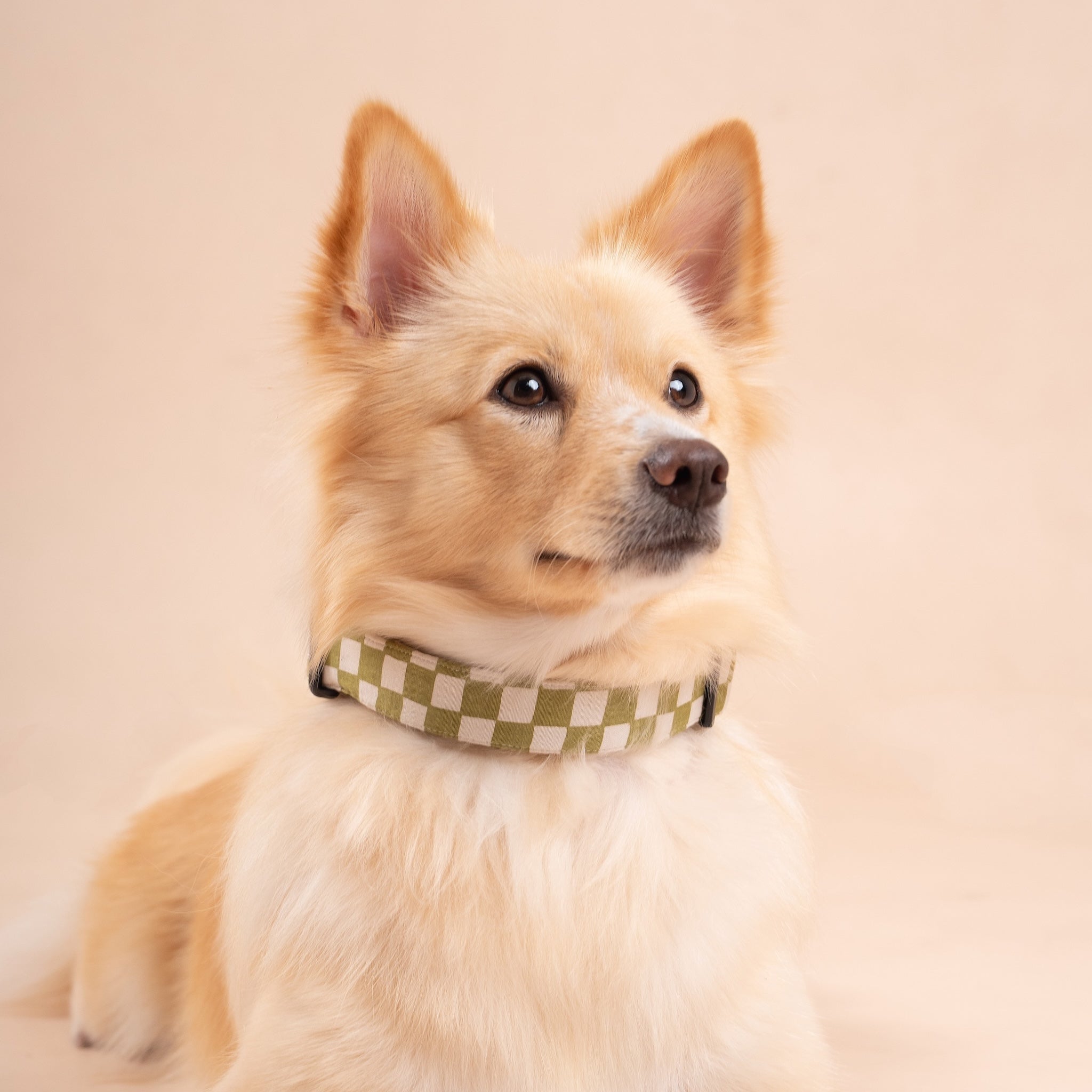Little Checkmate Collar