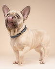 Little Everyday Stripe Dog Collar