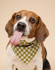 Little Checkmate Dog Bandana