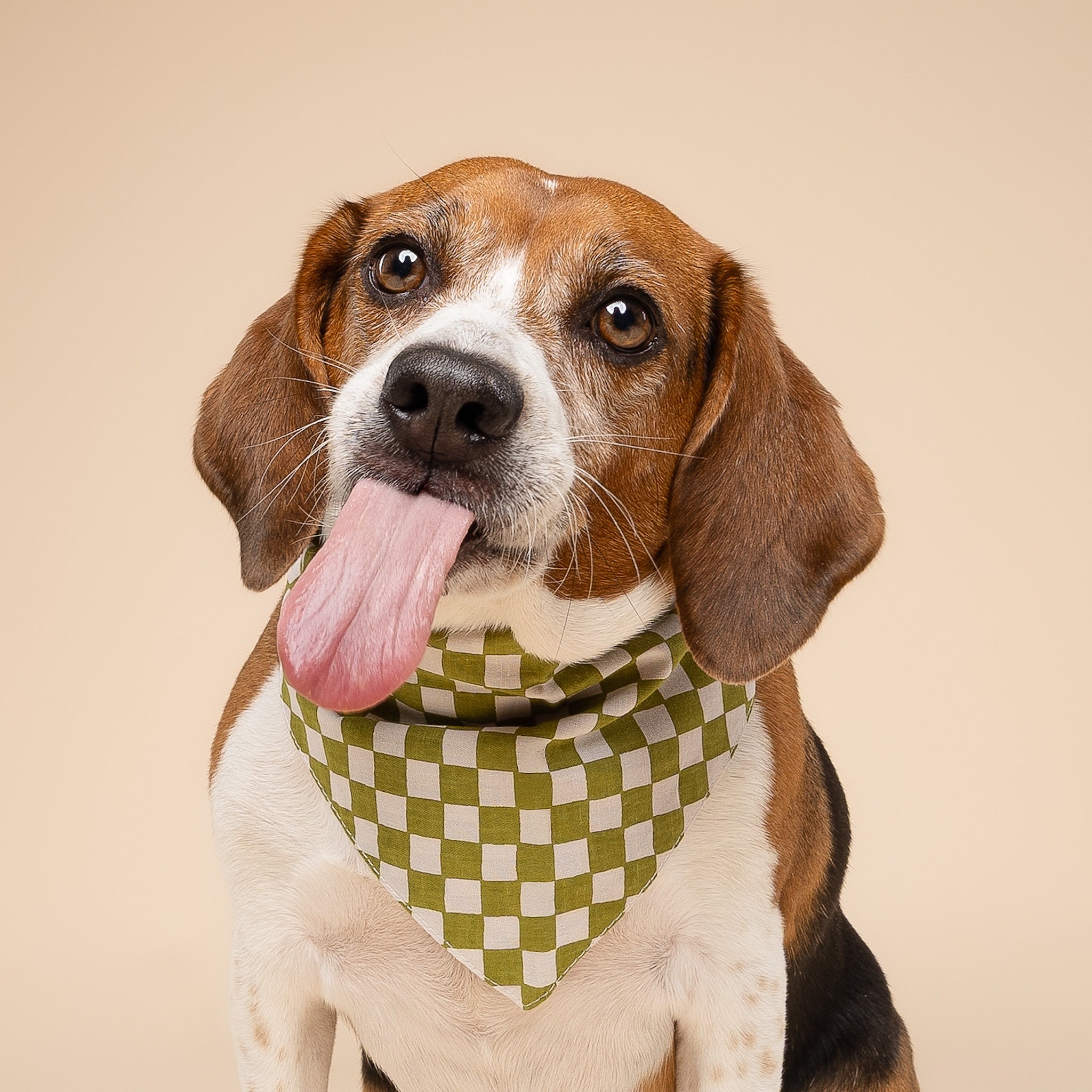 Little Checkmate Dog Bandana