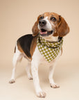 Little Checkmate Dog Bandana