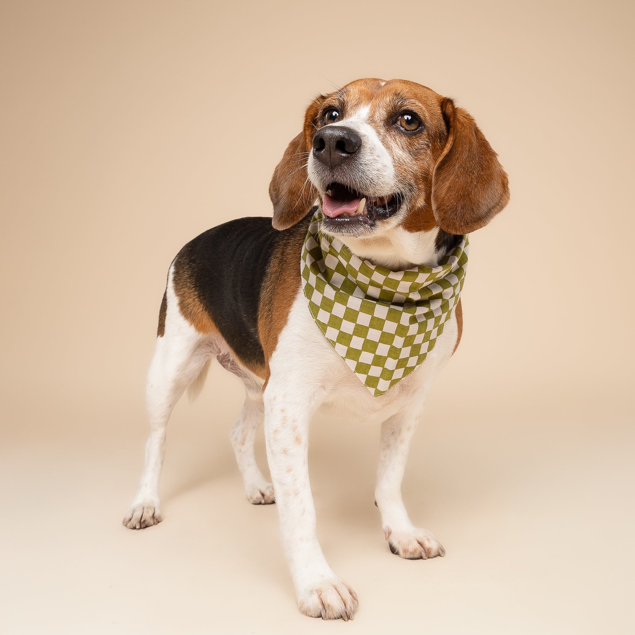 Little Checkmate Dog Bandana