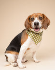 Little Checkmate Dog Bandana