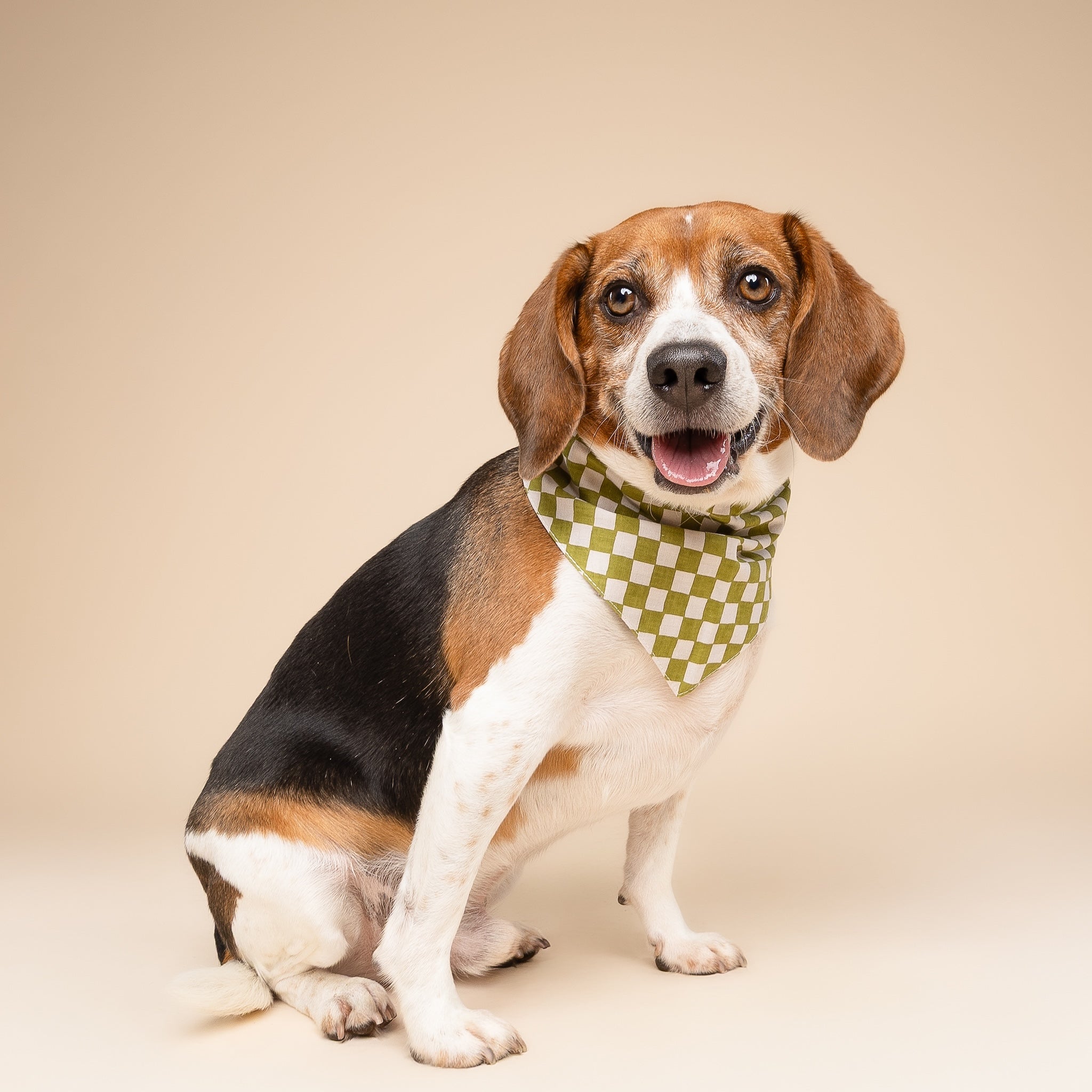 Little Checkmate Dog Bandana