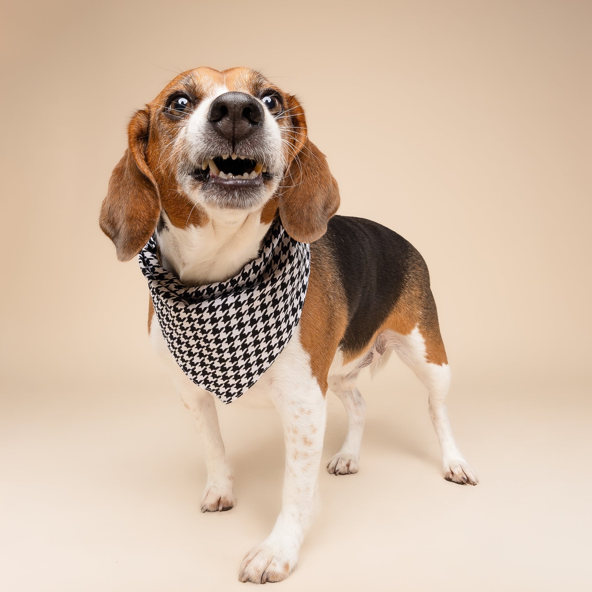 Little Houndstooth Dog Bandana