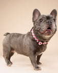 Little Lovesong Collar