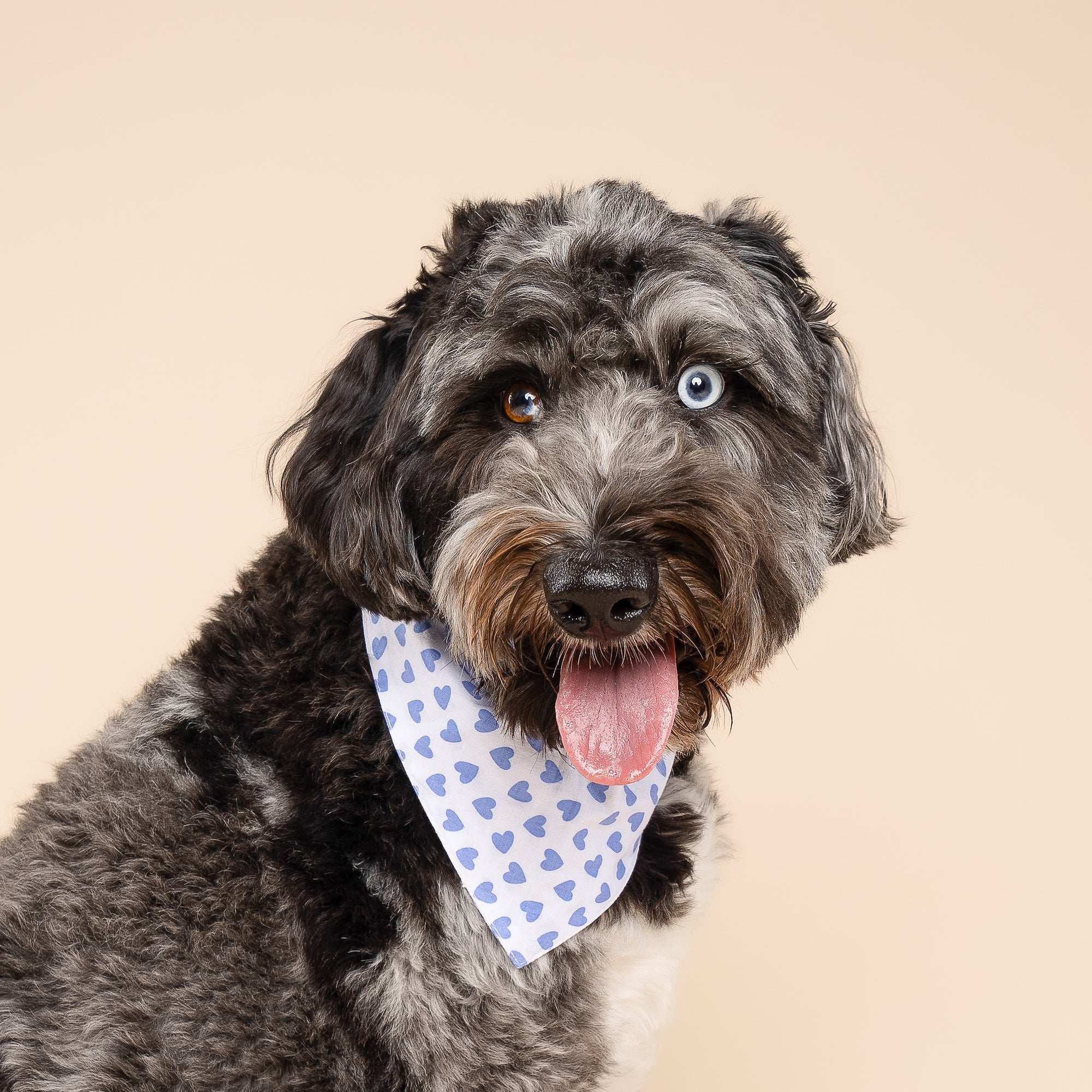Little Story Dog Bandana