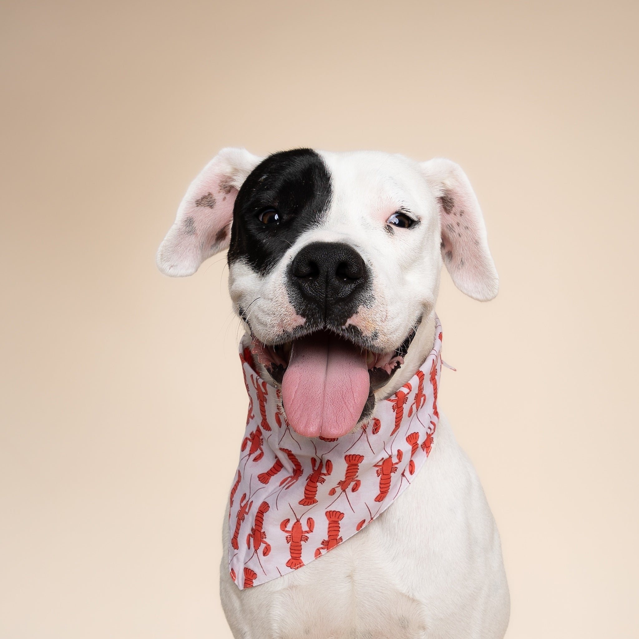 Lobstah Dog Bandana
