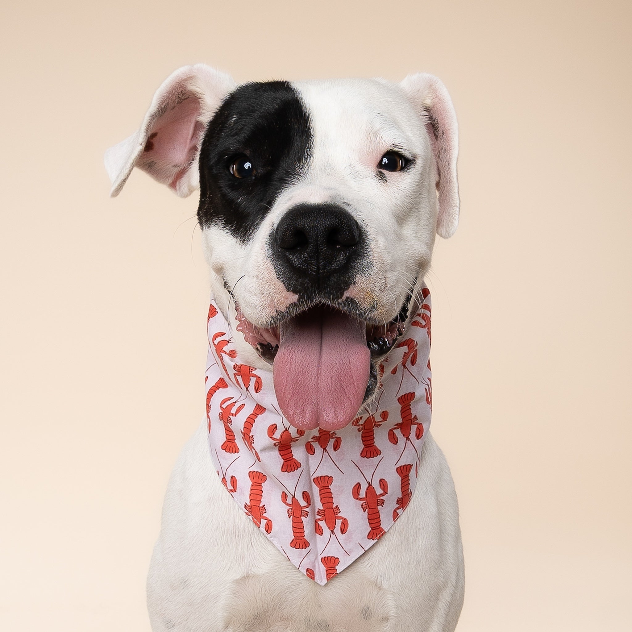 Lobstah Dog Bandana