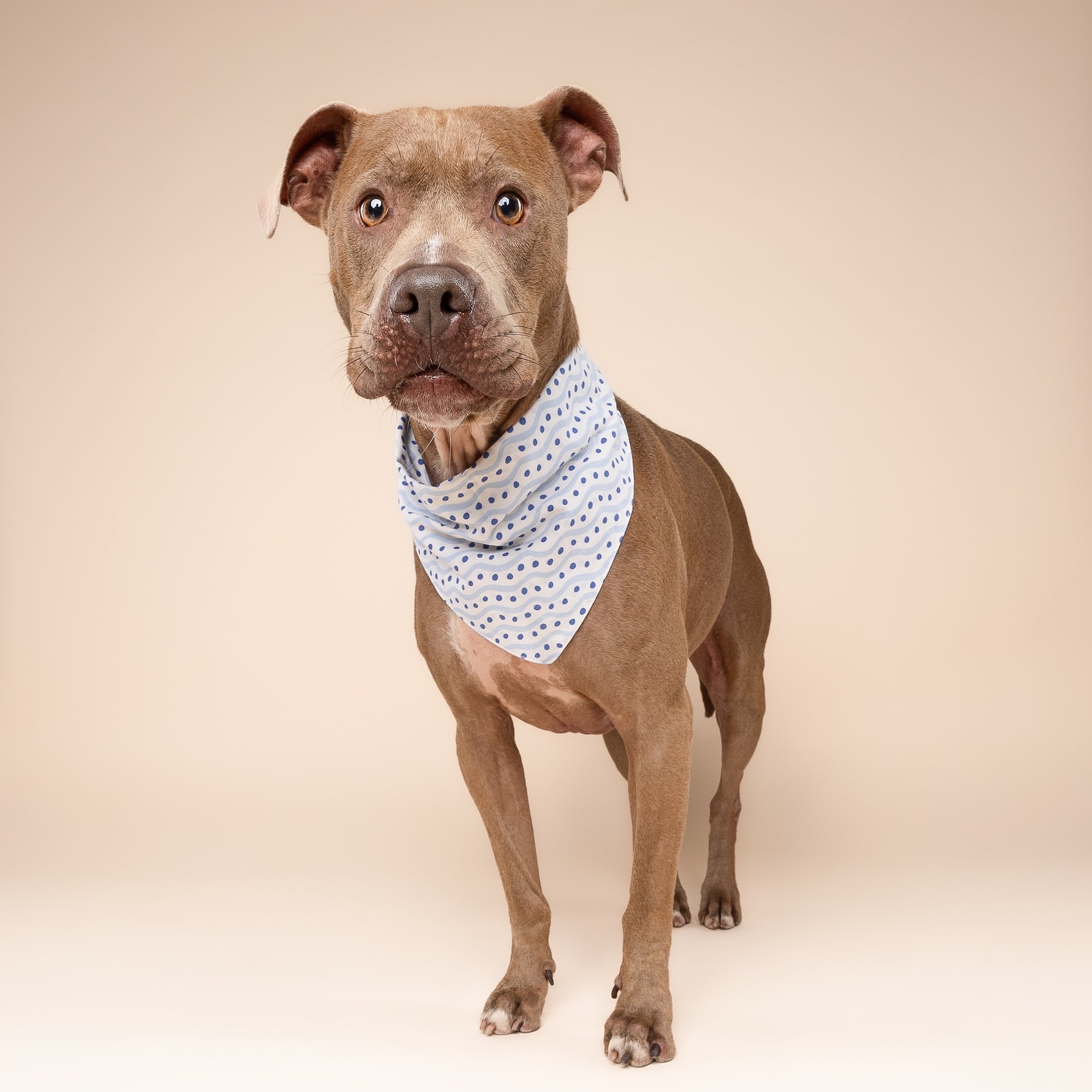 Lou Dog Bandana