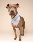 Lou Dog Bandana