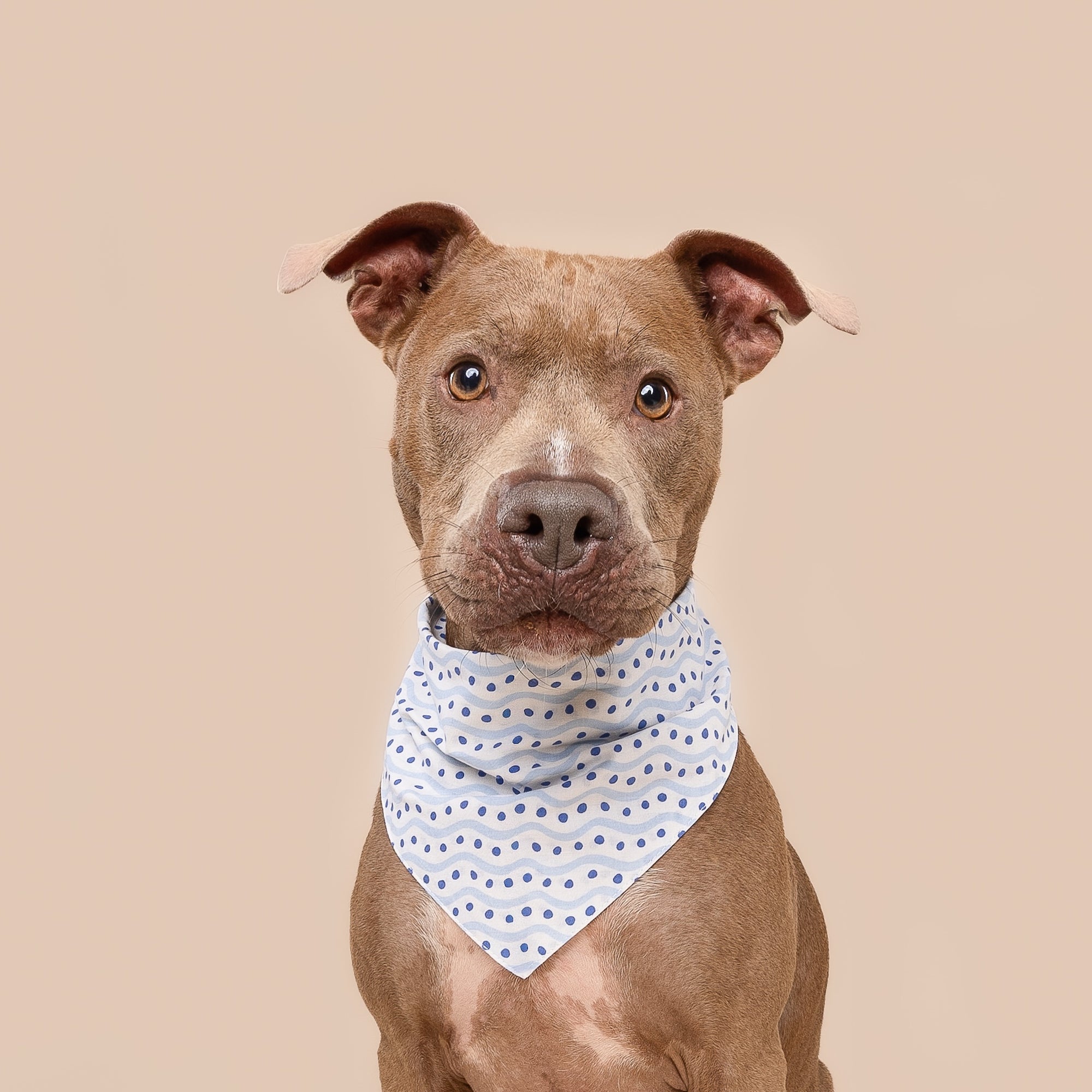 Lou Dog Bandana