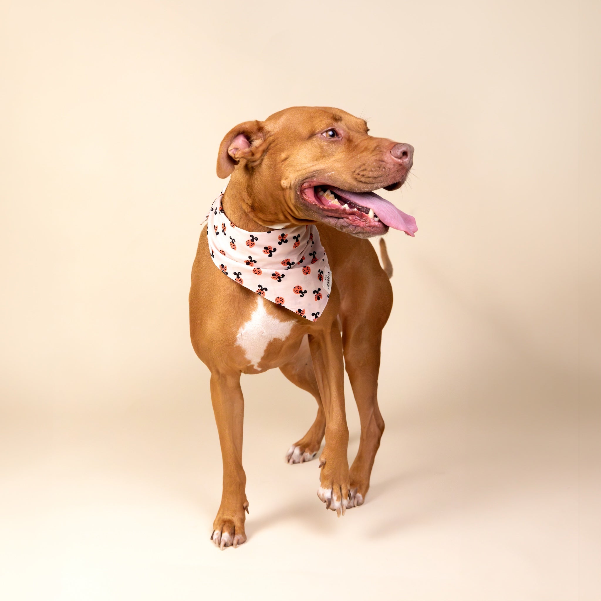 Love Bug dog bandana from The Paws