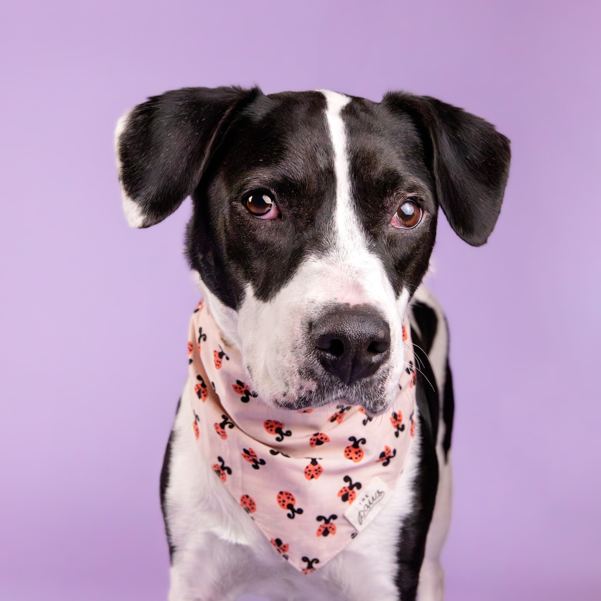 Love Bug dog bandana- The Paws