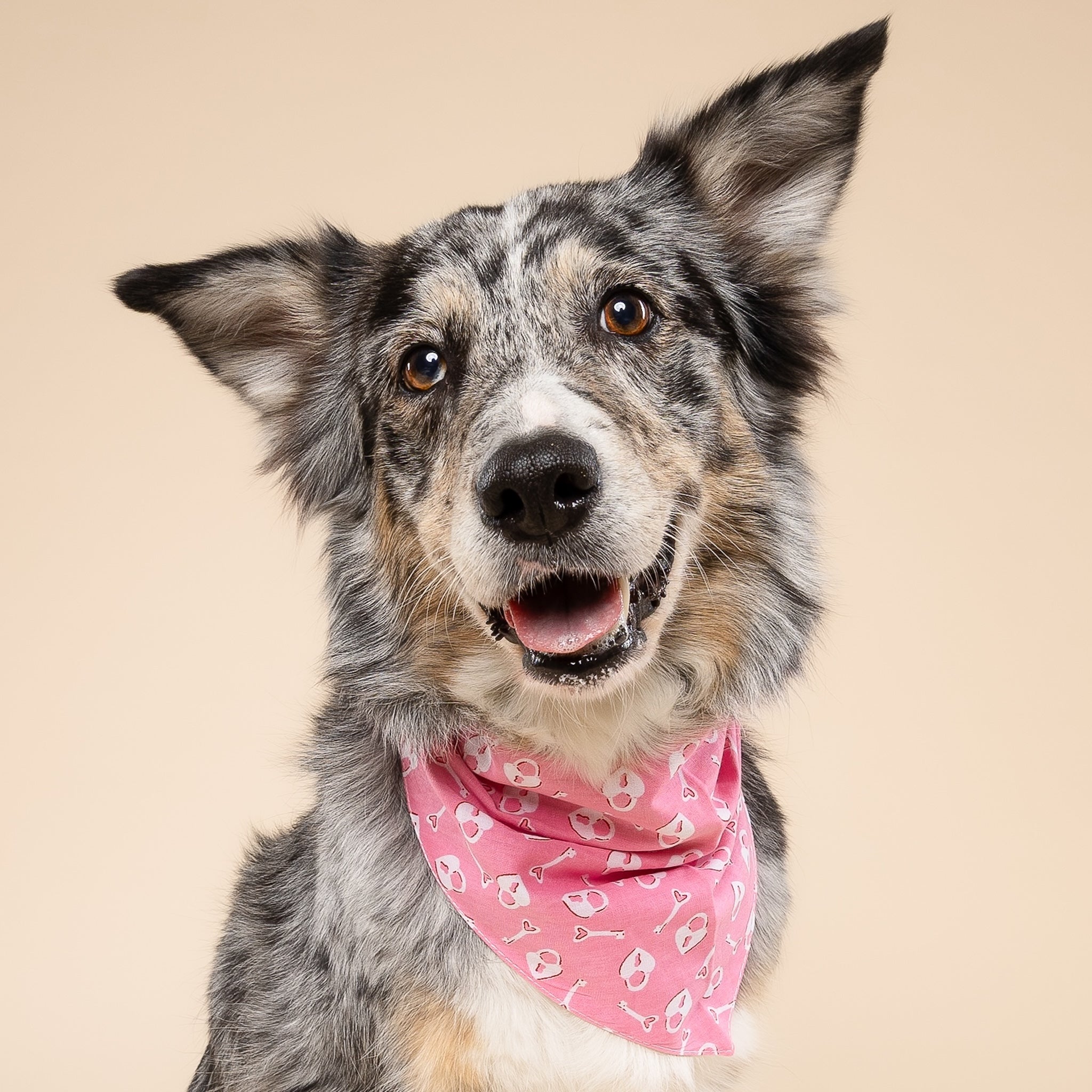 Love Lock Dog Bandana