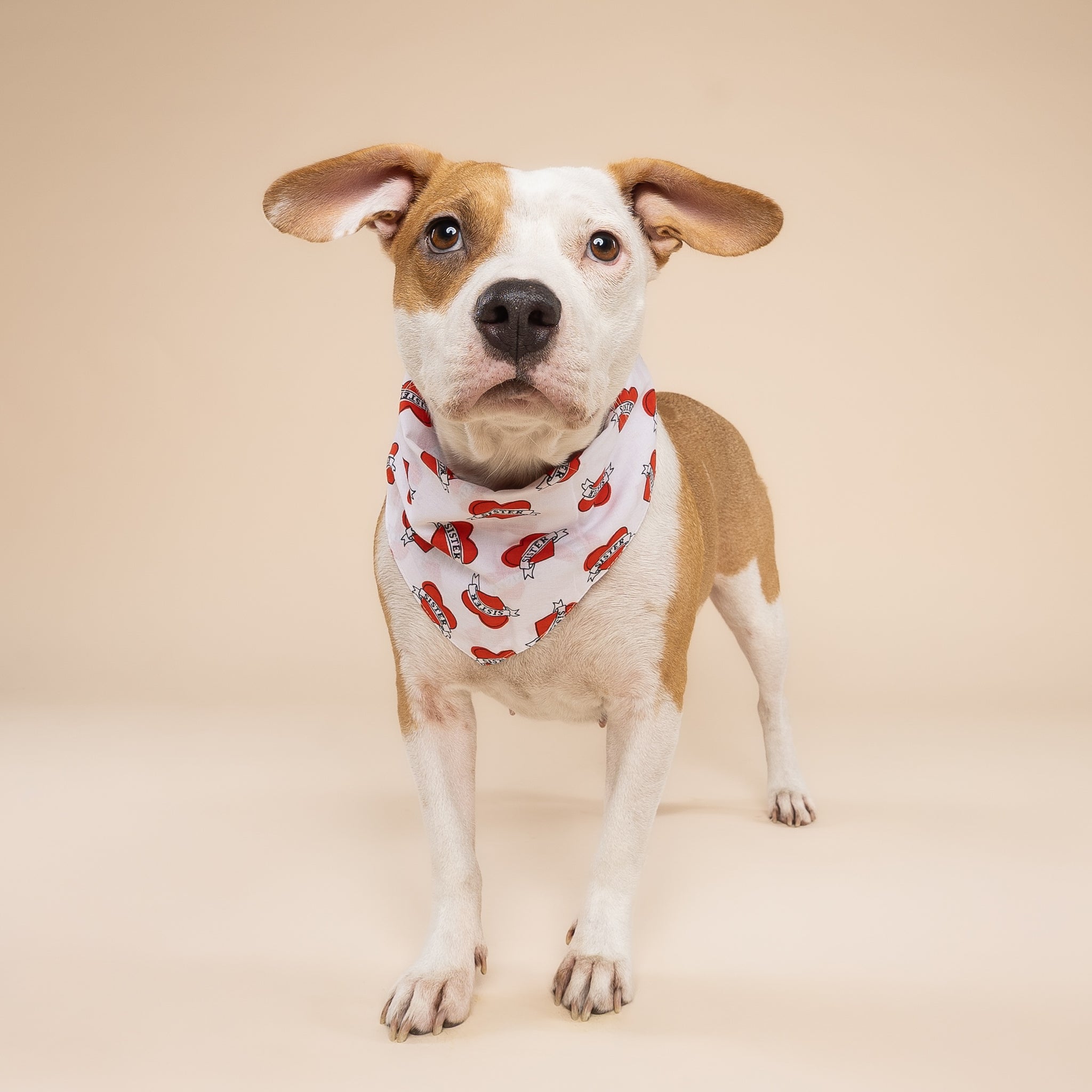 Love Sister Dog Bandana