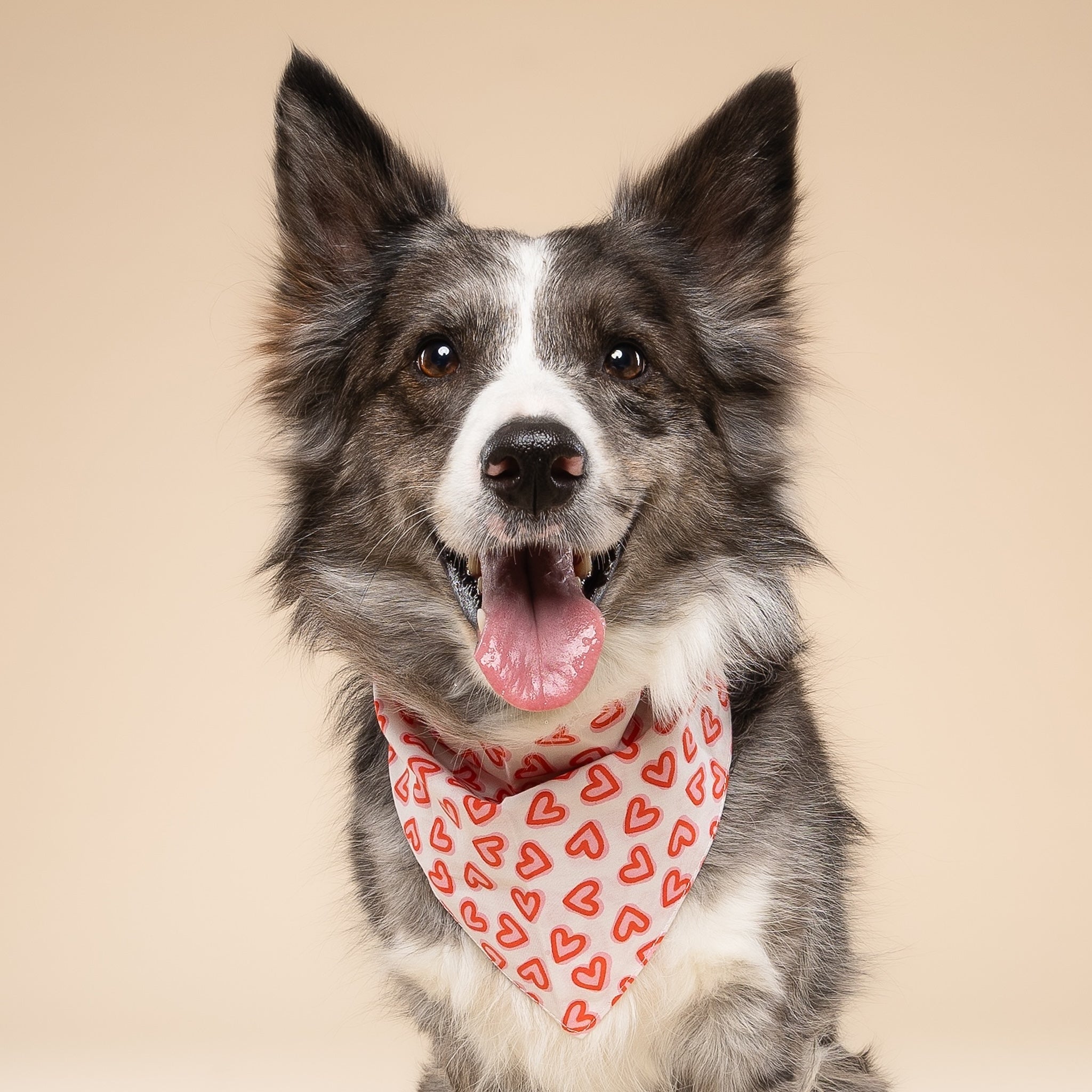 Lover Dog Bandana