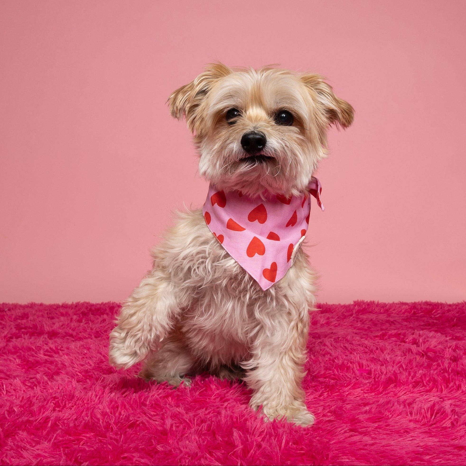 Lovesong Dog Bandana