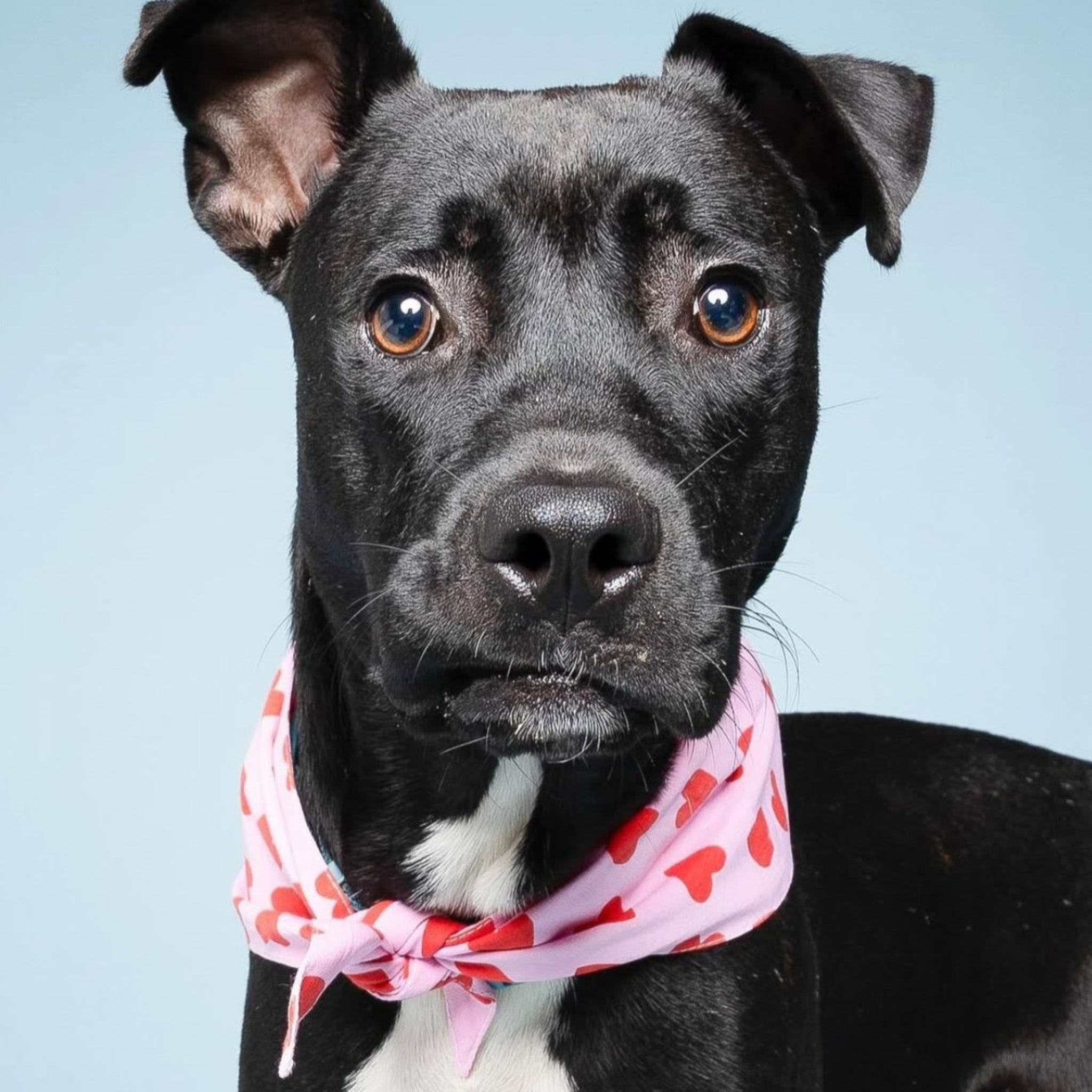 Lovesong Dog Bandana