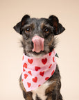 Lovesong Dog Bandana