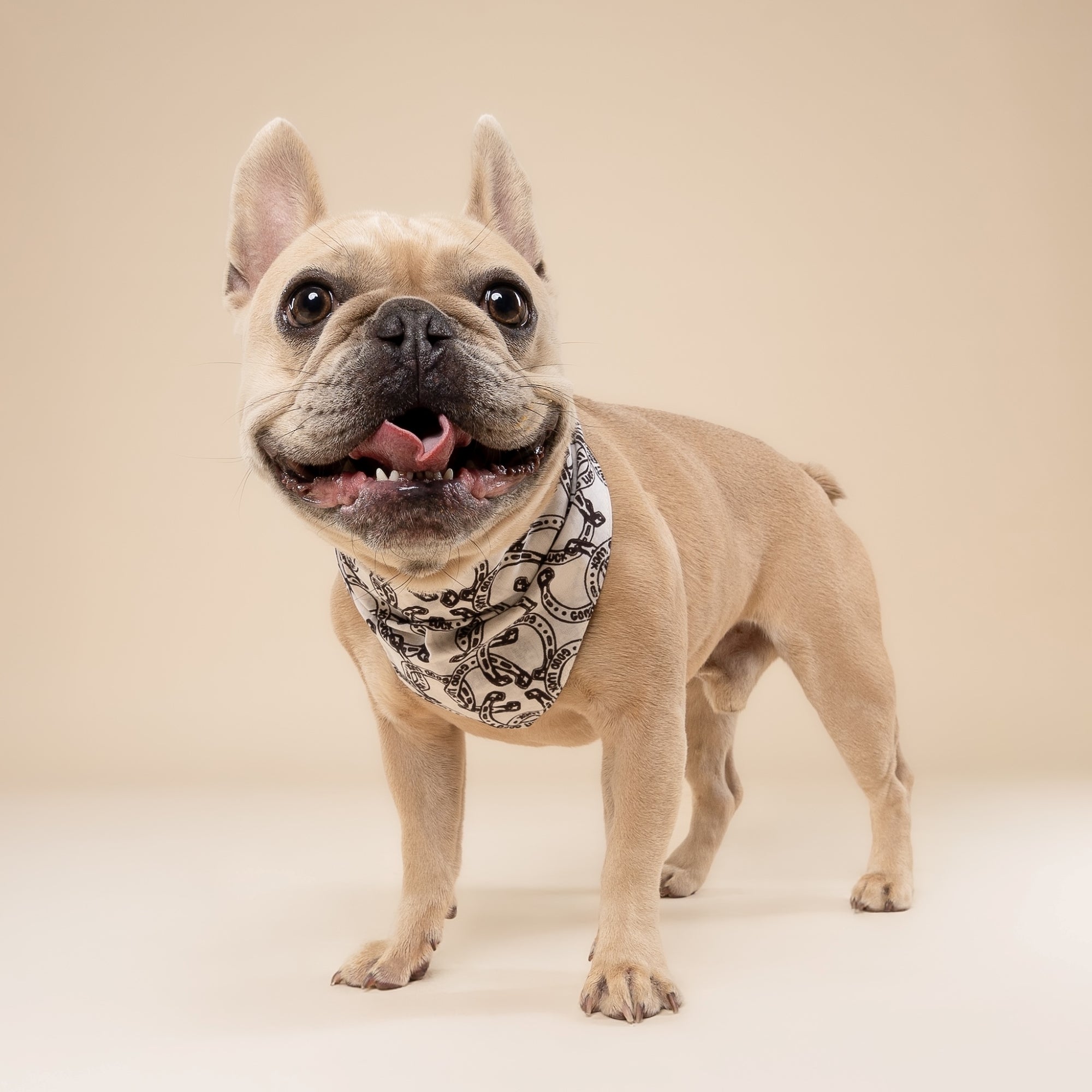 Lucky Horseshoe on Dog Bandana from The Paws