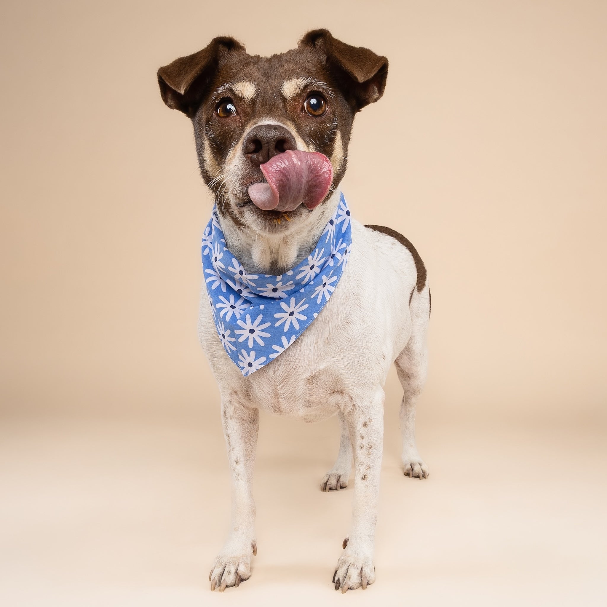 Lyla Flower Dog Bandana