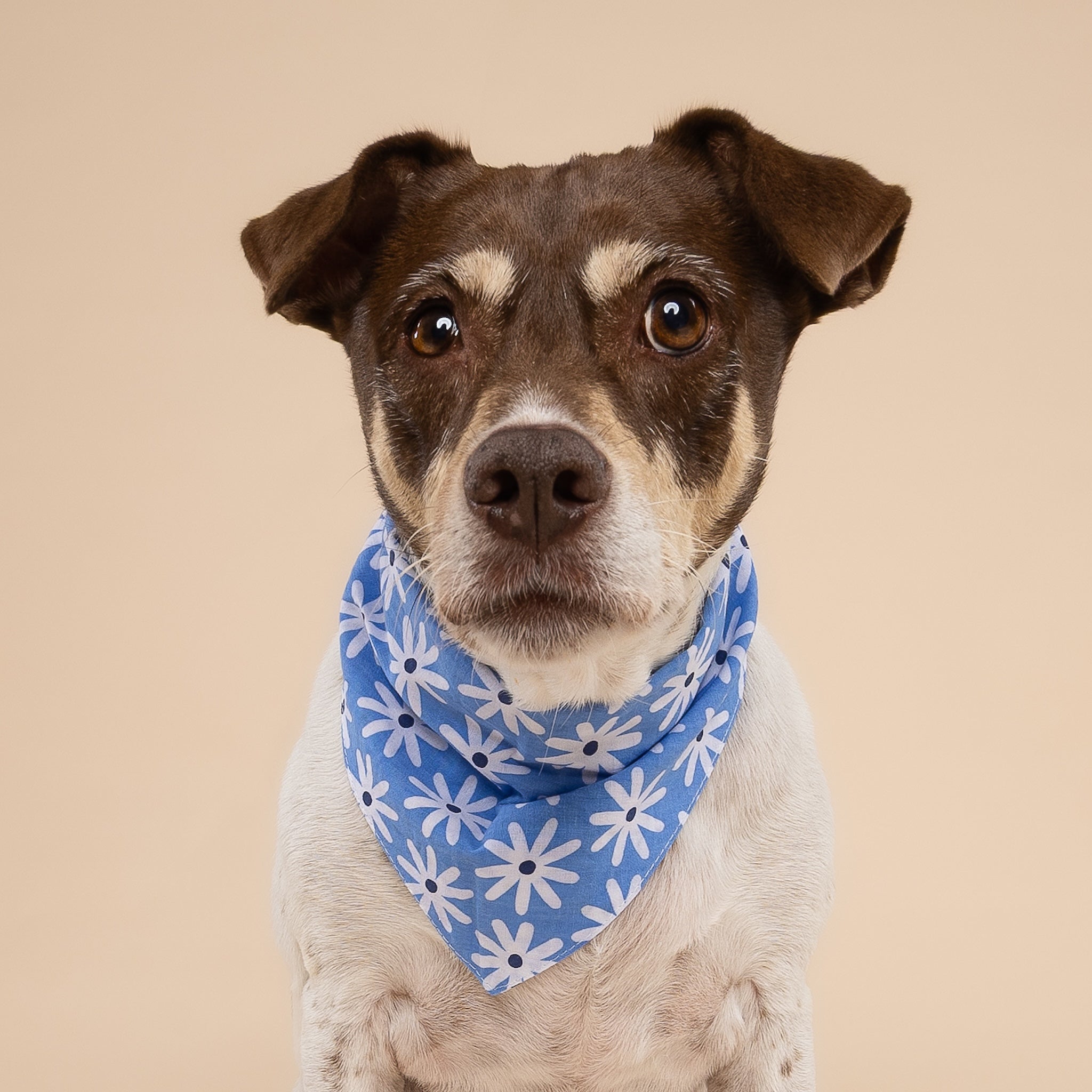 Lyla Flower Dog Bandana