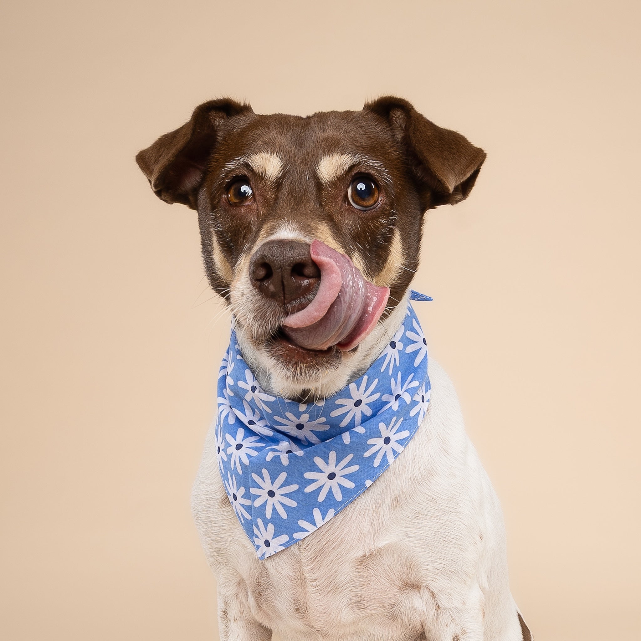 Lyla Flower Dog Bandana