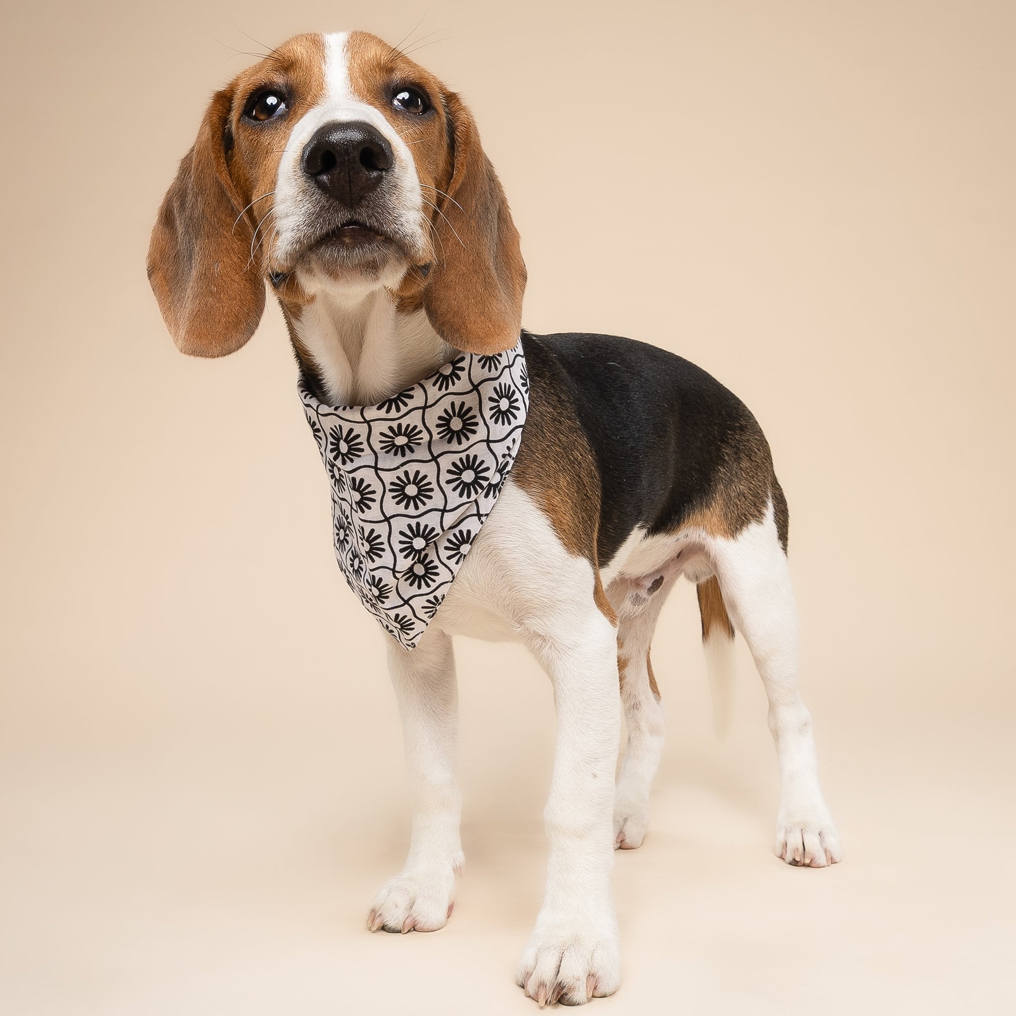 Masie Dog Bandana