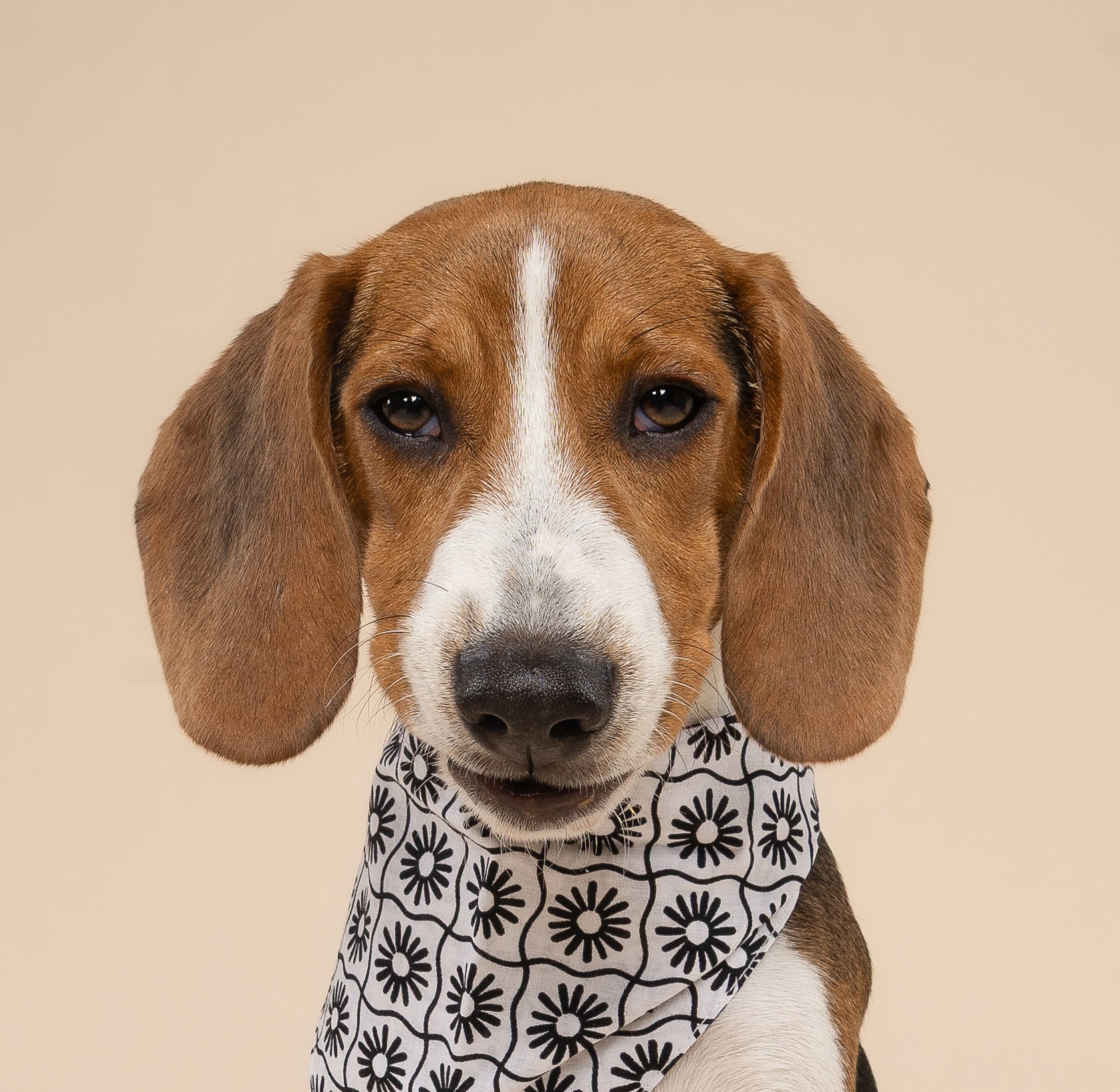 Masie Dog Bandana