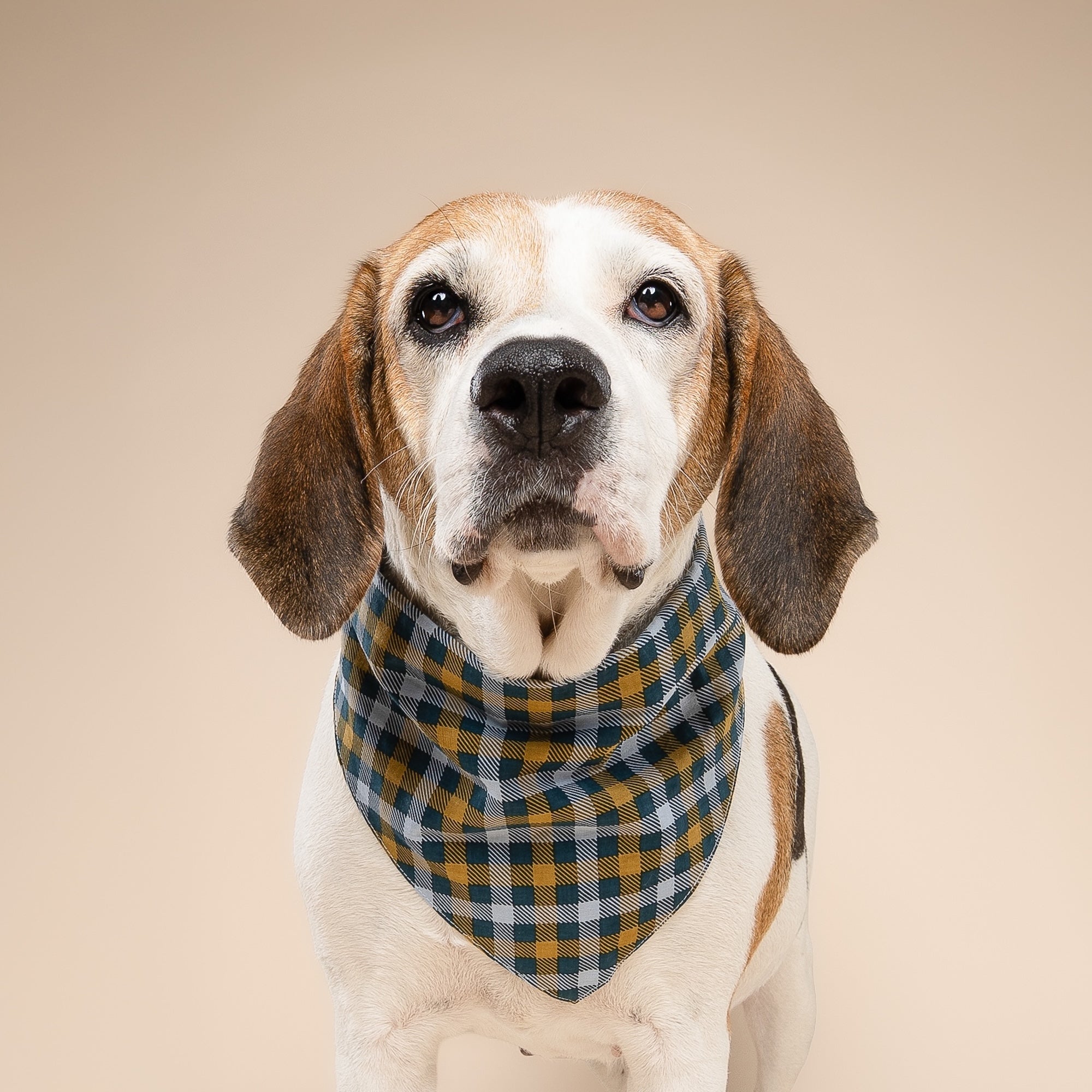 Maple Dog Bandana