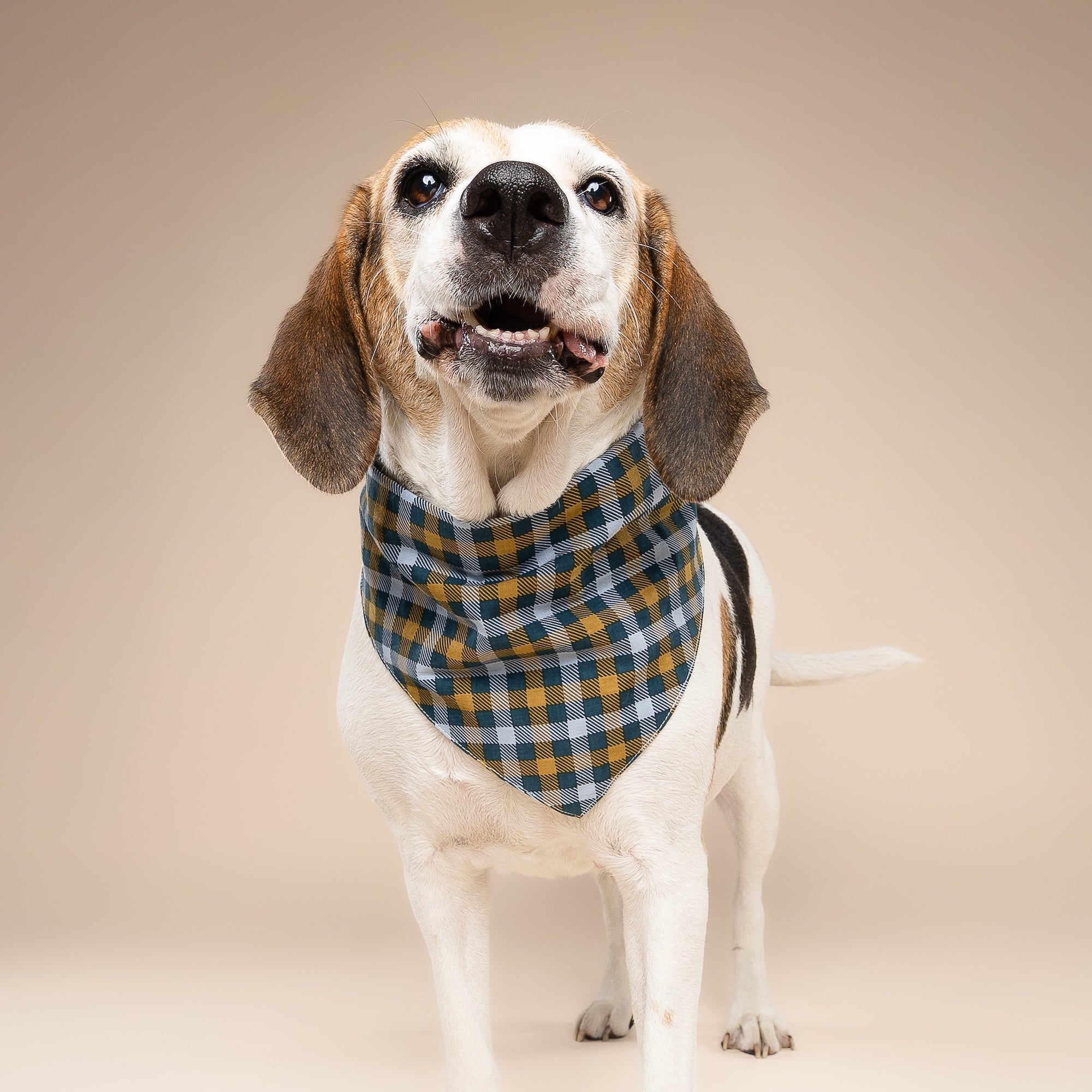 Maple Dog Bandana