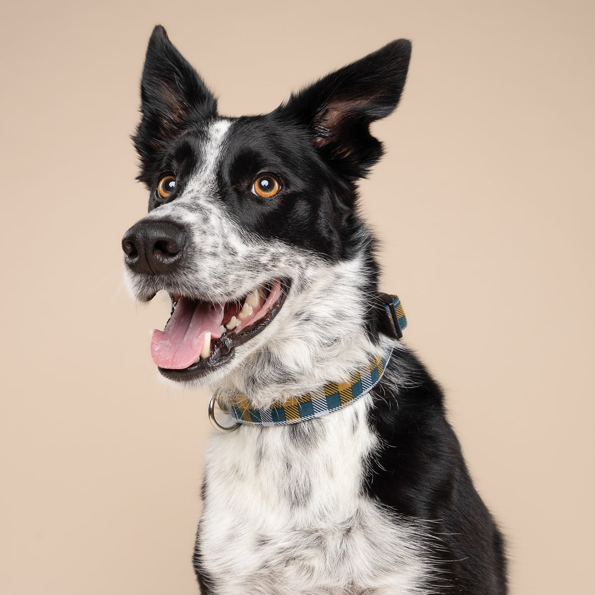 Maple Dog Collar