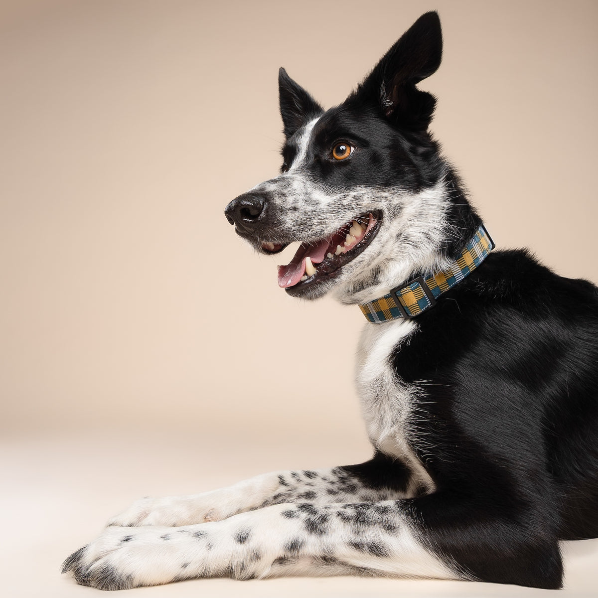 Maple Dog Collar
