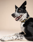 Maple Dog Collar