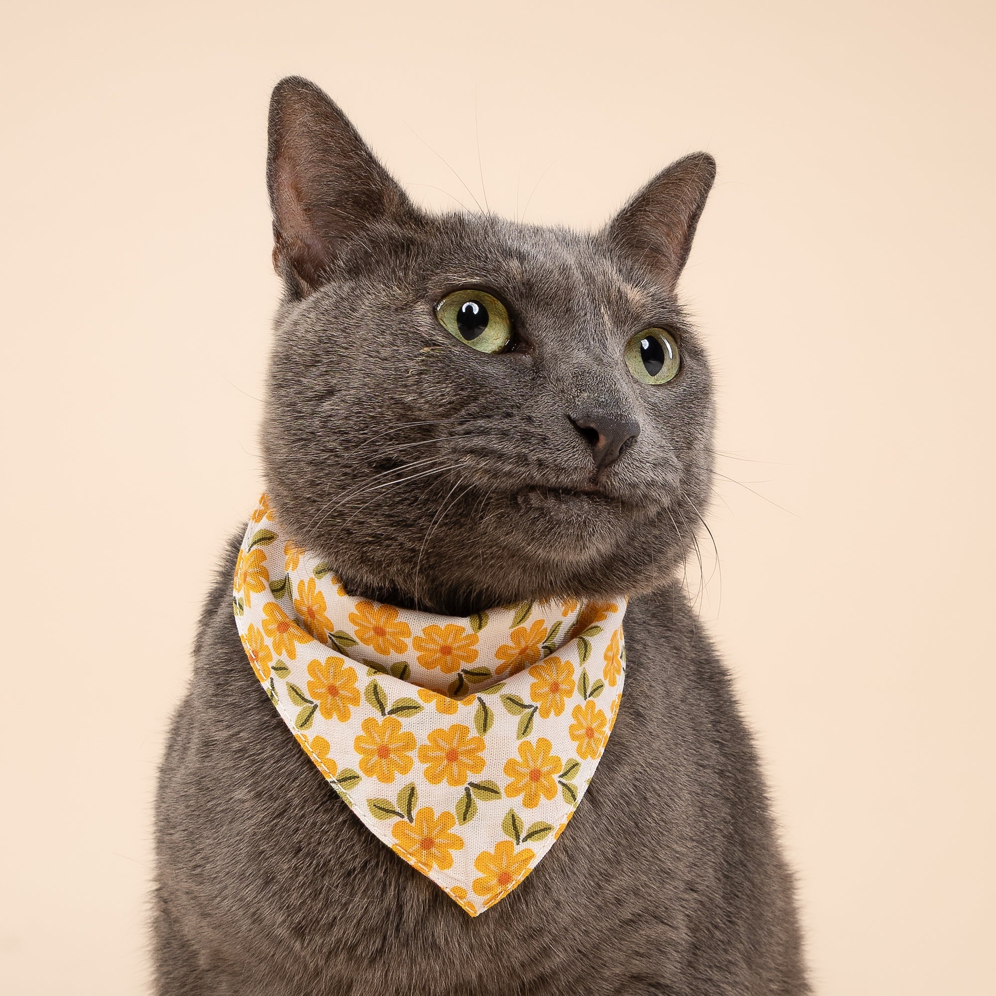 Marigold Dog Bandana