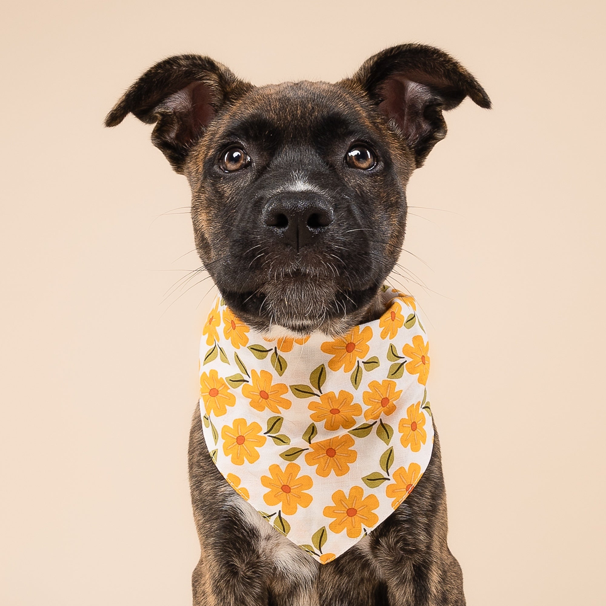 Marigold Dog Bandana