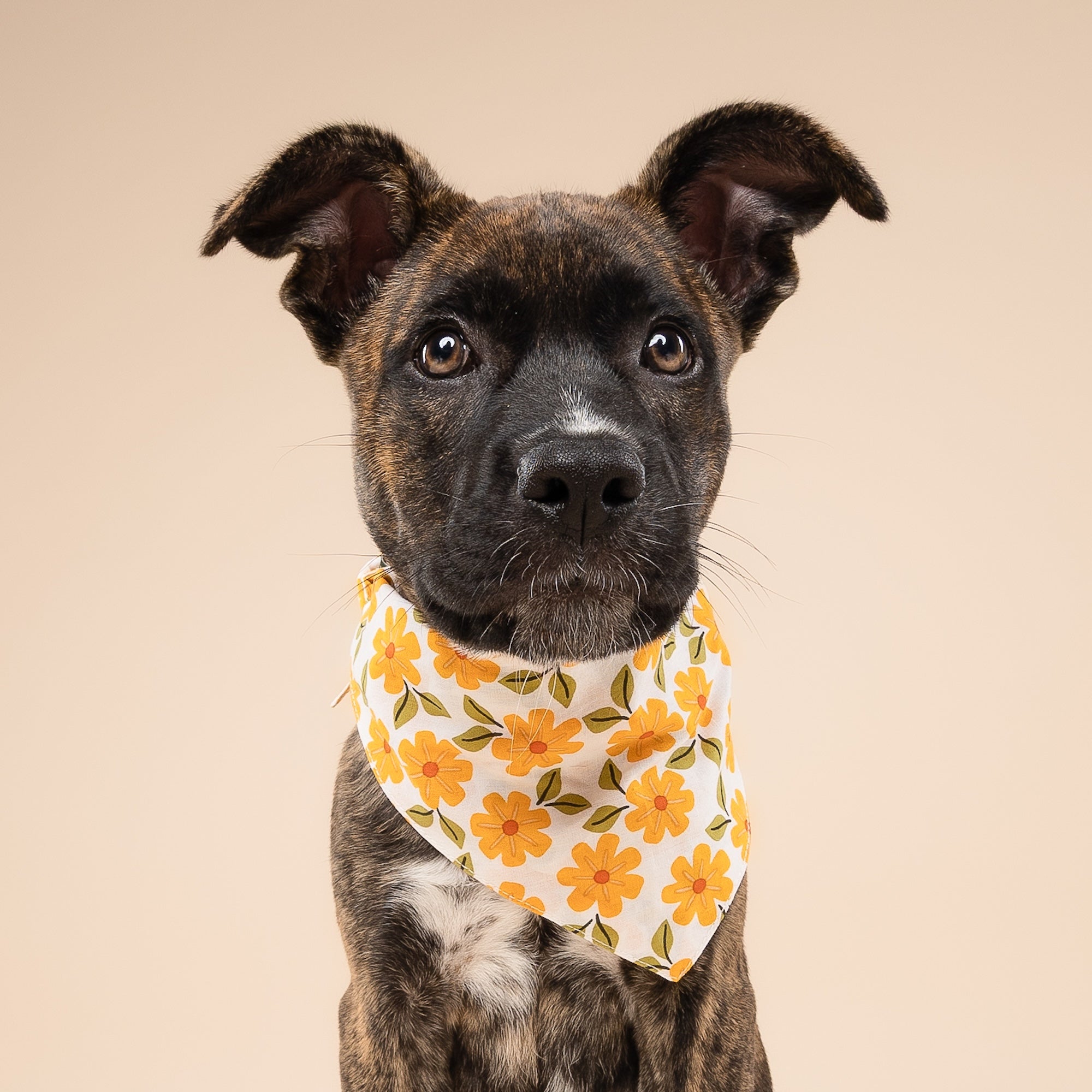 Marigold Dog Bandana