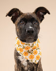 Marigold Dog Bandana