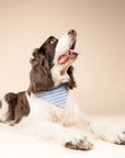 Marine Stripe Dog Bandana