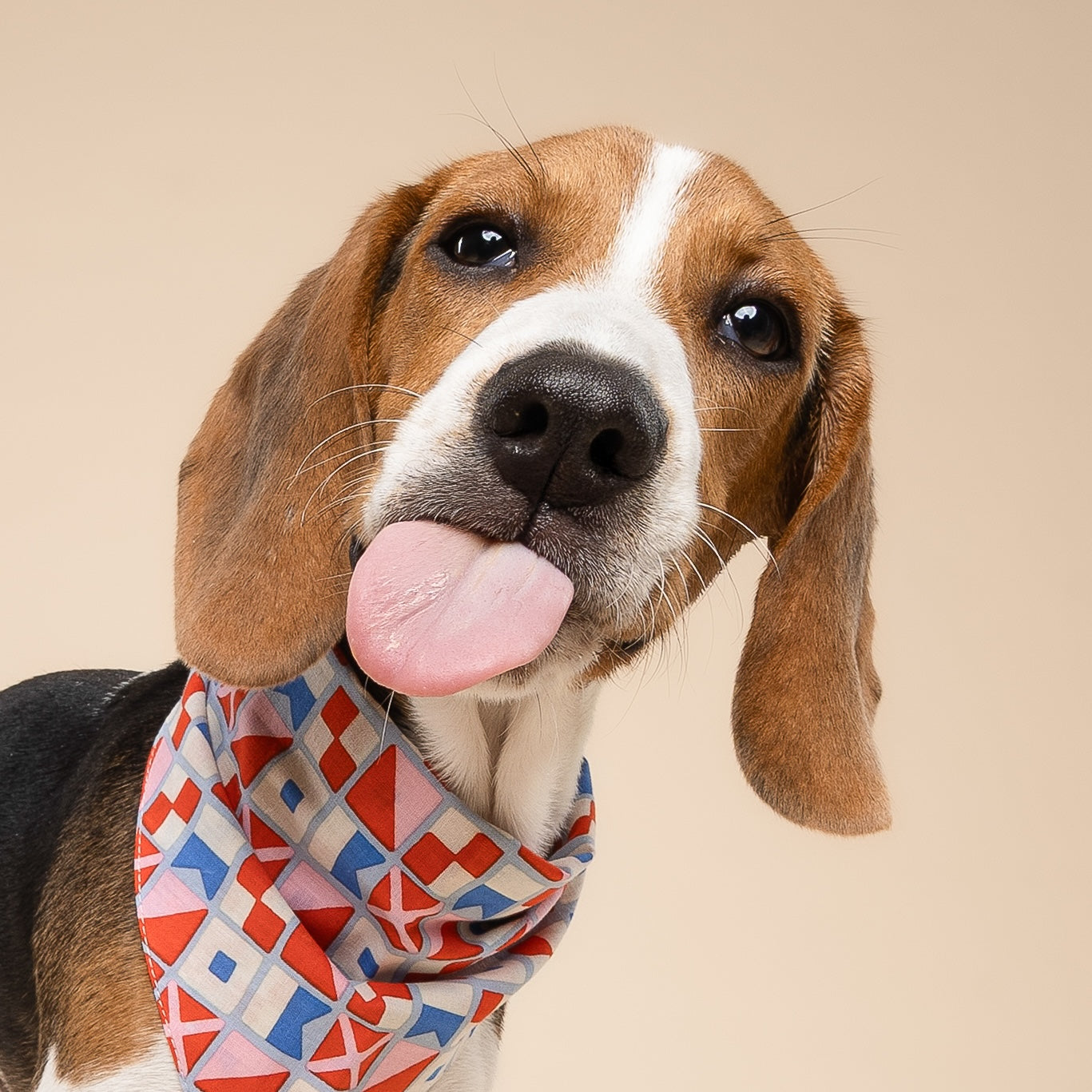 3 Pack - By The Sea Dog Bandanas