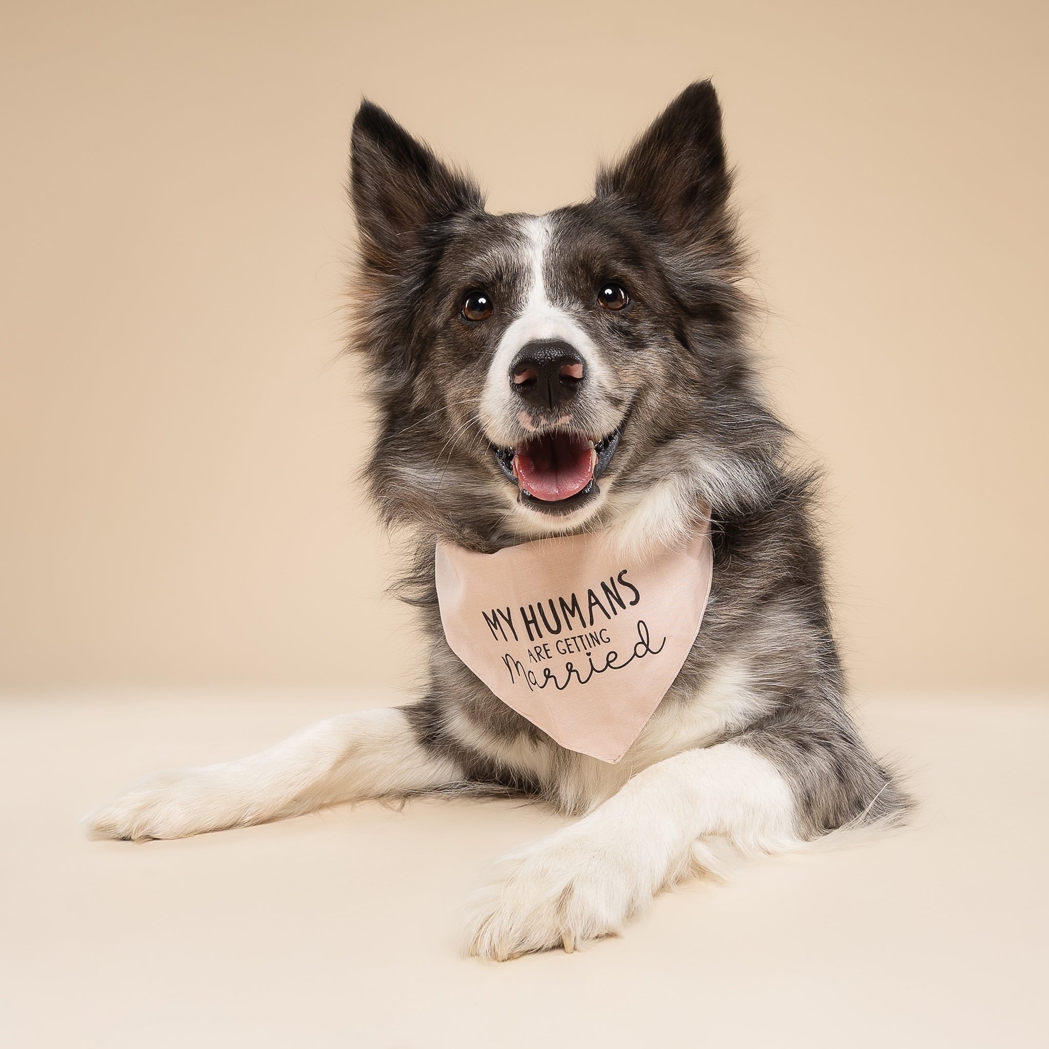 Getting Married Pink Dog Bandana