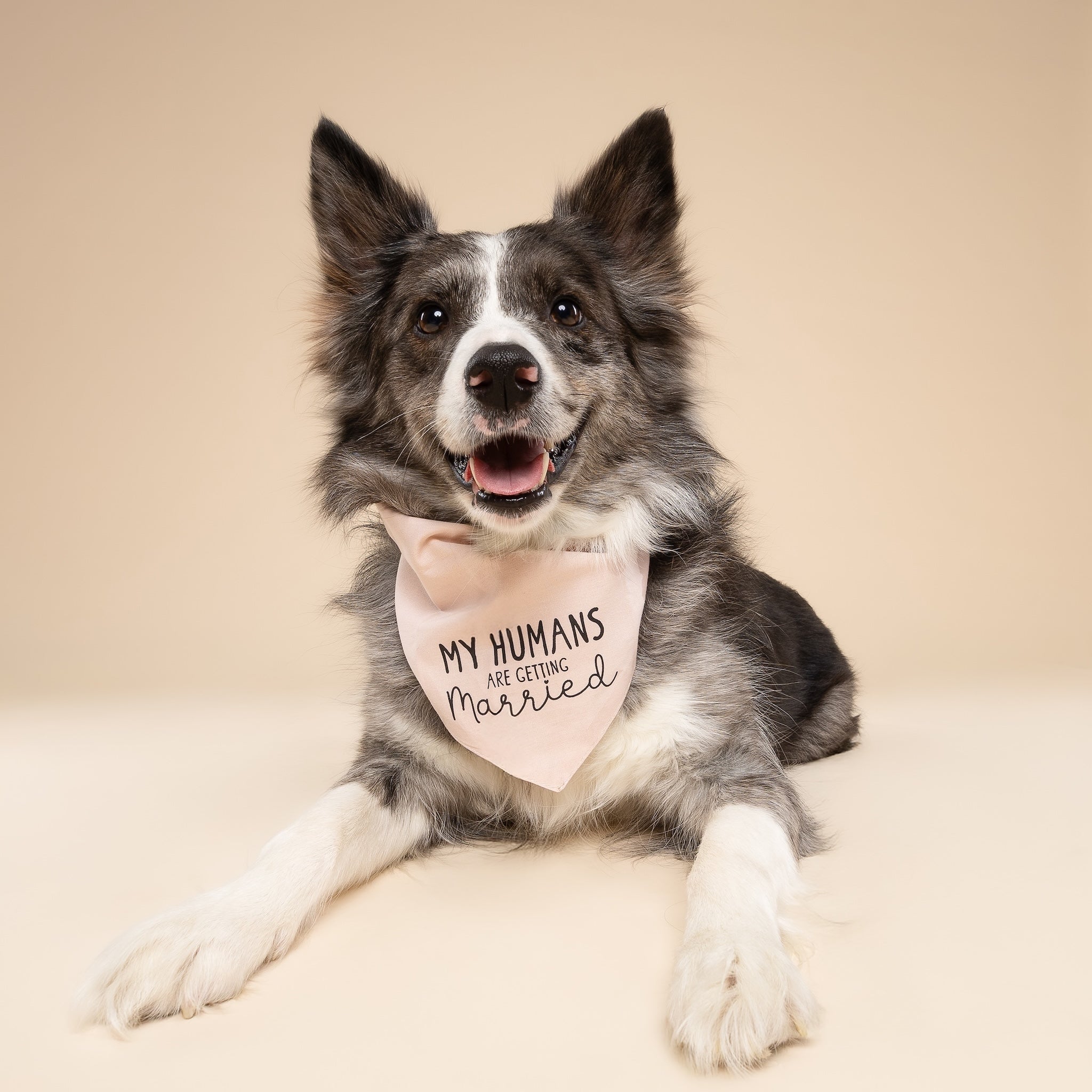 Getting Married Pink Dog Bandana
