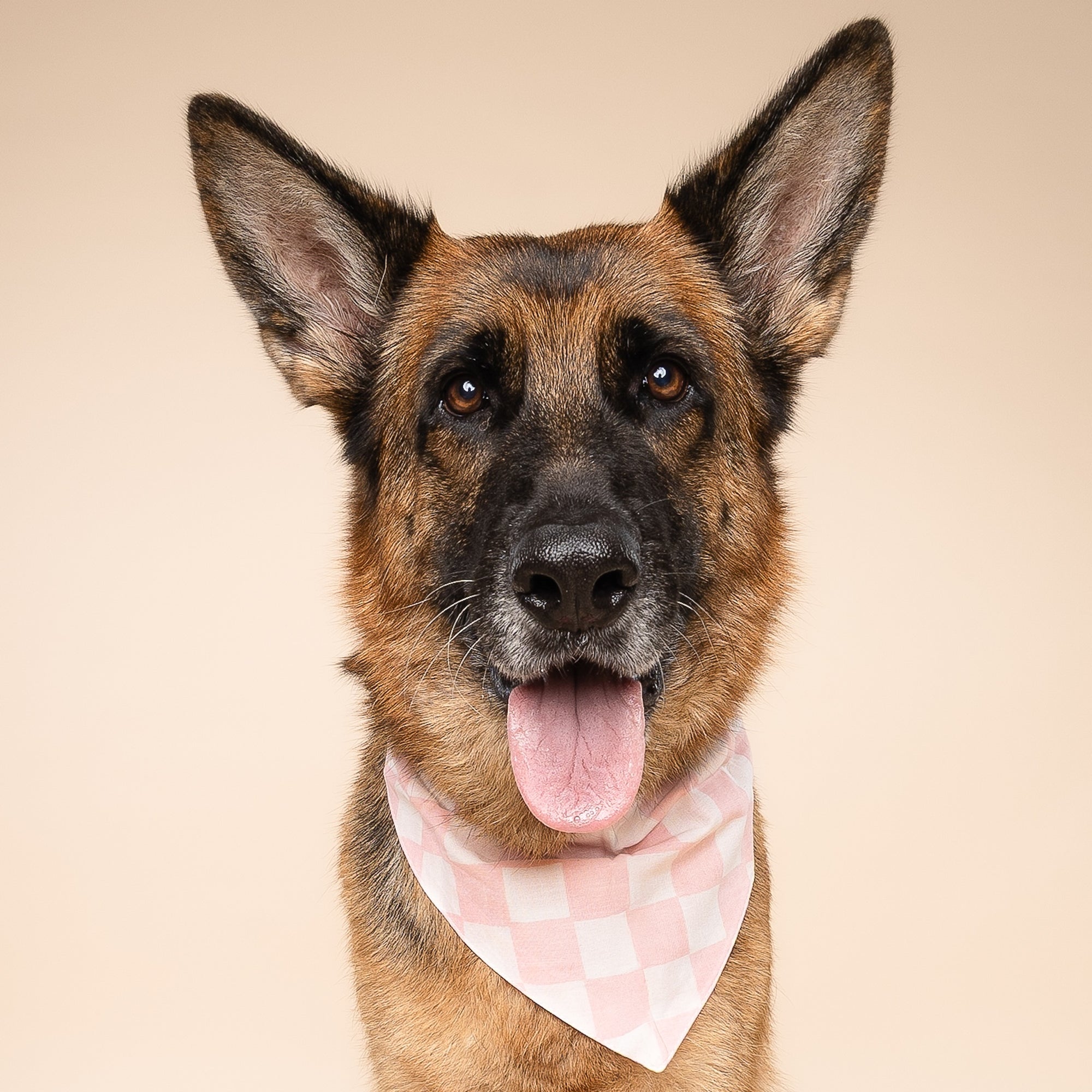 Marshmallow Check Dog Bandana from The Paws I
