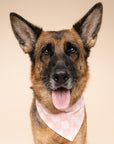 Marshmallow Check Dog Bandana from The Paws I