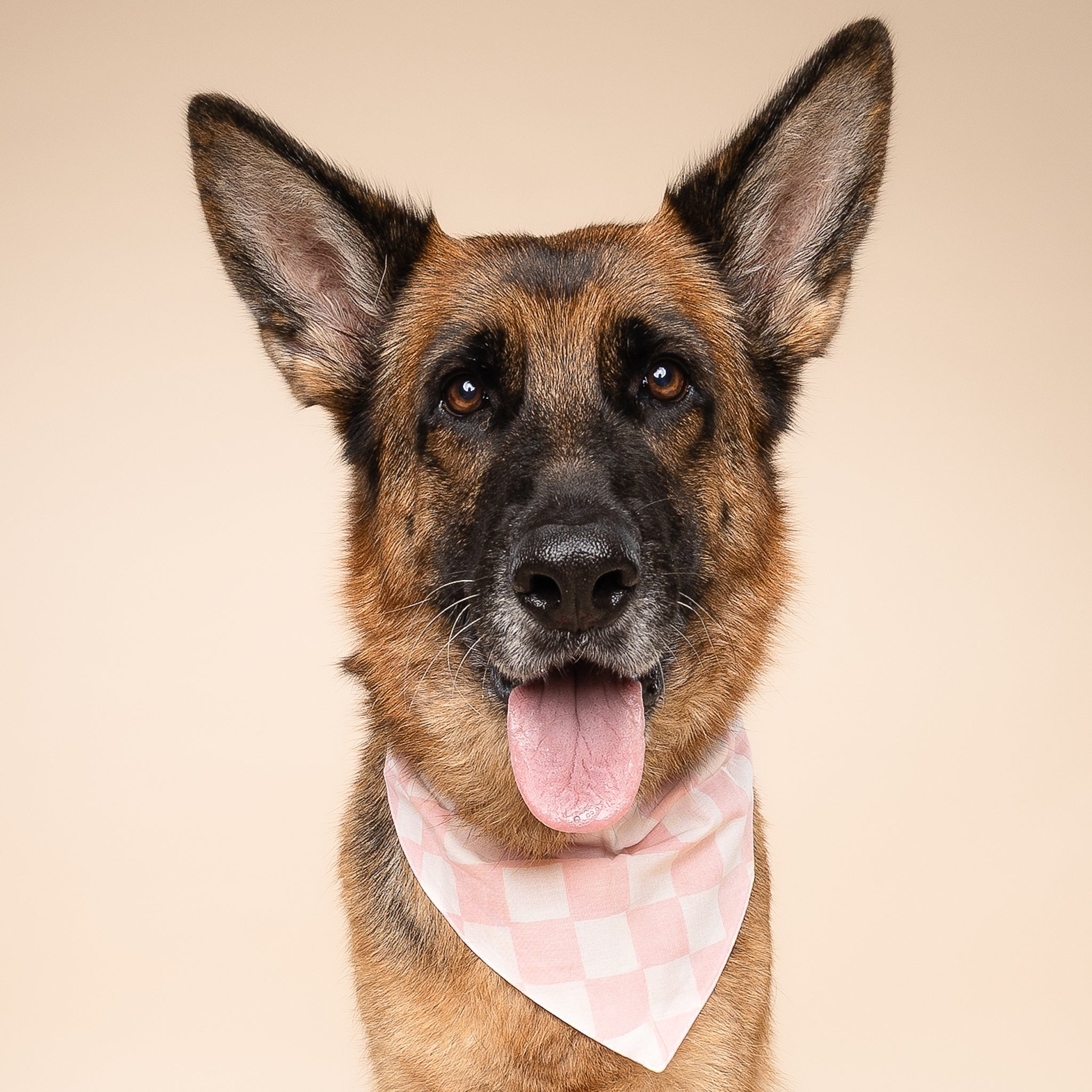 Marshmallow Check Dog Bandana from The Paws I