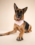 German Shepherd wearing a pink checkered bandana